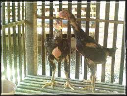 Cara membuat kandang ayam bangkok.jpg. Ukuran Ideal Kandang Ayam Bangkok Tentang Kolam Kandang Ternak