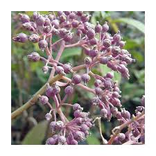 Image result for Hyparrhenia dichroa