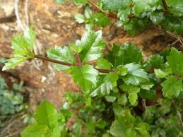 Image result for Nuxia congesta