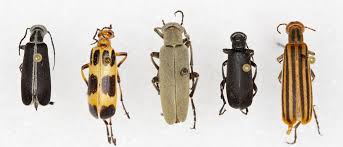 the most common texas insect identification tools