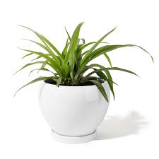 Maybe you would like to learn more about one of these? Potey 052401 Ceramic Plant Pot Planter Planter For Indoor Plants Flower Succulent With Drainage Hole Saucer Large 6 7 Inches White Buy Online In Gambia At Gambia Desertcart Com Productid 174998071