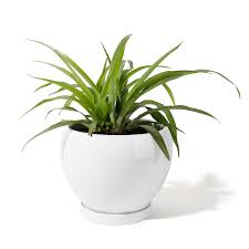 Maybe you would like to learn more about one of these? Potey 052401 Ceramic Plant Pot Planter Planter For Indoor Plants Flower Succulent With Drainage Hole Saucer Large 6 7 Inches White Amazon In Garden Outdoors