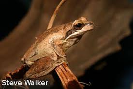 Image result for Struthiola rhodesiana