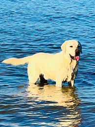 Profile for Big Bad Labz