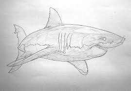 Madli silm is an illustrator based in the netherlands. Hand Drawing A Great White Shark Tutorial David Ed Edwards