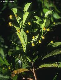 Image result for Nesogordonia