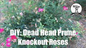 The only care they got was drip irrigation and a three inch layer of wood chip mulch. Diy How To Prune Or Dead Head Knockout Roses Youtube