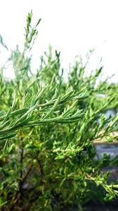 Image result for Suriana maritima