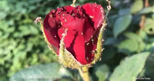Spray schedule for the control of scab, leaf fall, canker, powdery mildew and other this spray schedule is for normal weather conditions. Can You Kill Aphids On Roses With Vinegar Is It Safe