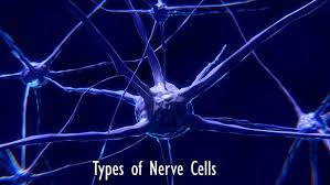 Mar 05, 2021 · like other cells, each neuron has a cell body (or soma) that contains a nucleus, smooth and rough endoplasmic reticulum, golgi apparatus, mitochondria, and other cellular components. Types Of Nerve Cells Types Of Neurons Cells Of The Nervous System