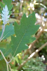 Image result for Bocconia arborea