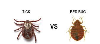 When agriculture or gardening is concerned, we hear about pests and diseases, although the differences are not completely clear, especially when it comes to fungal infections. Ticks Vs Bed Bugs The Difference Between Ticks Bed Bugs