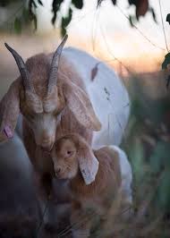Pin By Valrya On Wild Things Animals Animals Friends Cute Animals