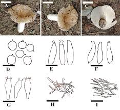 Image result for Russula foetentula