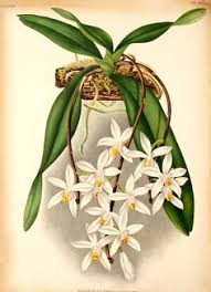 Image result for Platycoryne