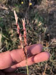 Image result for Andropogon gayanus