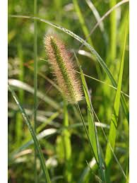 Image result for Setaria parviflora