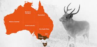 Nsw government working towards zero road fatalities. Nsw Government Will Remove Special Protection Status For Feral Deer Invasive Species Council