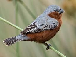 Image result for Achyrospermum schimperi