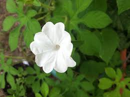 Image result for Ipomoea pes-tigridis