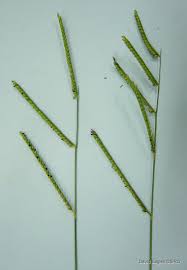 Image result for Urochloa deflexa