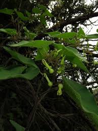 Image result for Riocreuxia torulosa