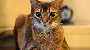 abissinskaya koshka poroda ee harakter okrasy i istoriya razvitiya