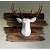 Whitetail Deer European Skull Mount Ideas