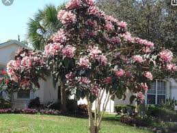Starburst Bush Aka Philippine Glorybower Florida Plants Winter Garden Plants