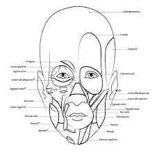 There are tons of great resources for free printable color pages online. Human Body Anatomy Coloring Book Visual Aid Muscular System Report Launched
