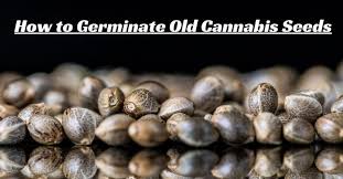 Germination is the process by which an organism grows from a seed or similar structure. 4 Top Ways How To Germinate Old Cannabis Seeds So They Crack Open