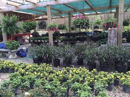 Whether you're a local, new in town or just cruising through we've got loads of great tips and events. Nursery Garden Center Matthew Ward Landscapes