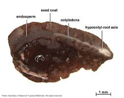 Image result for Coptosperma zygoon