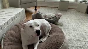 Steven crowder's twitter feed has kept his fans and followers updated. Hopper Tries To Sell New Puppy Louder With Crowder 3 7 19 Youtube