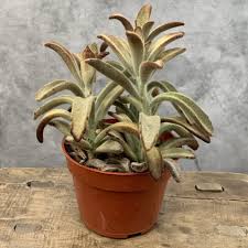 Image result for Glyphaea tomentosa