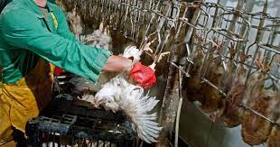 The Time To End Live Shackle Slaughter Is Now