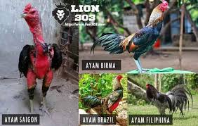 Pin Di Sabung Ayam