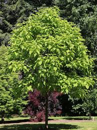 Image result for Catalpa