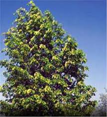 Meaning of the poplar tree. Hybrid Poplar Tree On The Tree Guide At Arborday Org