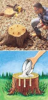 Tree Stump Removal Get Rid Of Tree Stumps By Drilling Holes In The Stump And Filling Them With 100 Epsom Salt Garden Projects Stump Removal Yard Landscaping