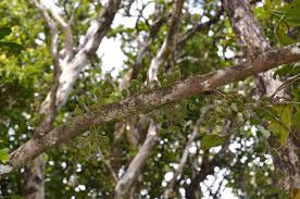 Image result for Cnestis polyphylla