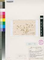 Image result for Wolffiella welwitschii