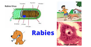 Image result for Rabies