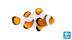 Ora Clownfish Ora Oceans Reefs Aquariums