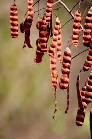 Image result for Senna bicapsularis