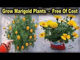 Two Methods To Grow Marigold Plant From Seeds Without Any Cost Ll No Need To Buy Marigold Seeds Youtube Growing Marigolds Planting Marigolds Planting Seeds