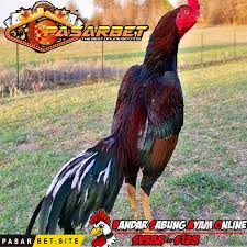 Ayam Shamo Bangkok Sejarah Hobi