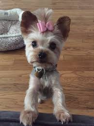 Super Short Yorkie Haircut Google Search Yorkie Haircuts Yorkie Doggy