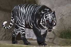 Black Tiger Pet Tiger Animals Animals Beautiful