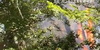 Jun 30, 2021 · un servizio di vigilanza ambientale per tutelare il patrimonio verde della riserva dannunziana. Nuovo Incendio Nella Pineta Dannunziana Video E Fotogallery Pescara Il Centro